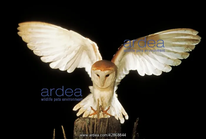 : Barn OWL - landing : Barn OWL - landing