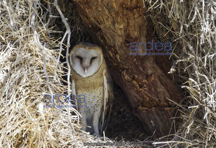 : Barn Owl - male in its nest - Kalahari Desert, Kgalagadi : Barn Owl - male in its nest - Kalahari Desert, Kgalagadi
