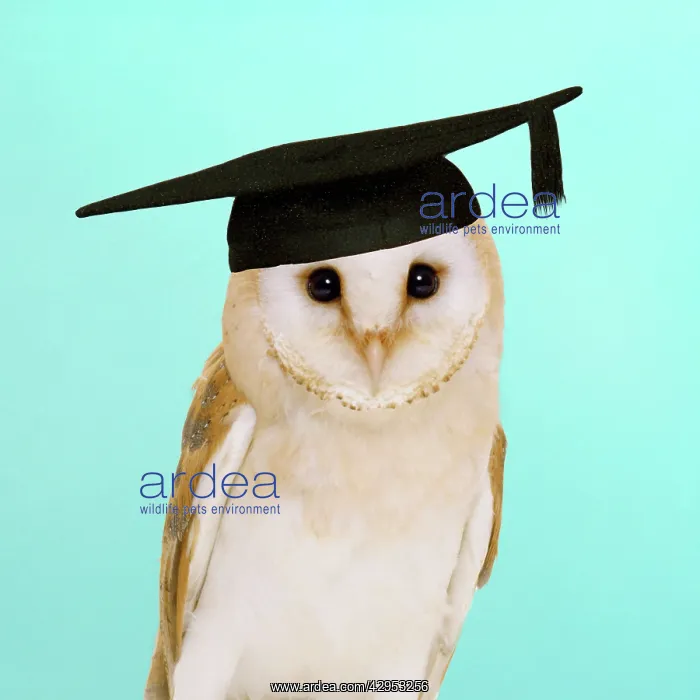 : Barn Owl - in mortar board : Barn Owl - in mortar board