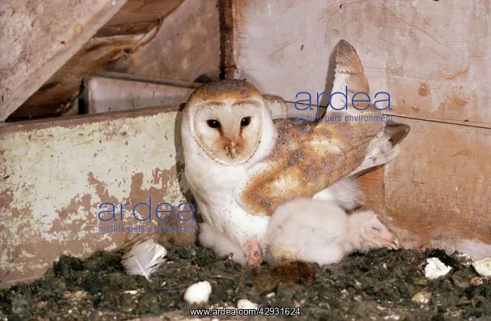 : Barn OWL - mother with chicks : Barn OWL - mother with chicks