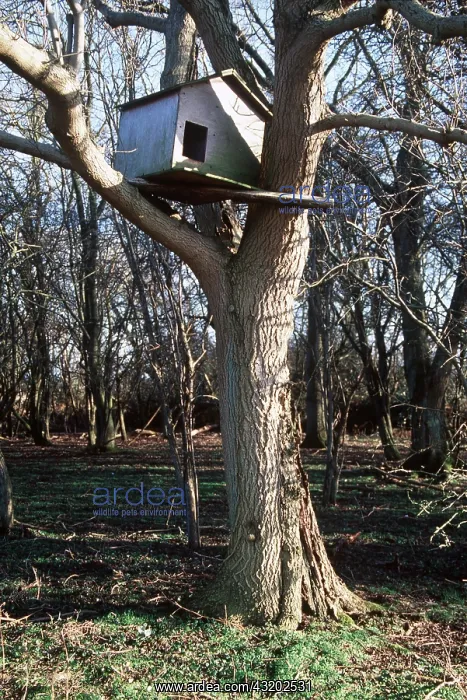 : BARN OWL - nest box in tree : BARN OWL - nest box in tree