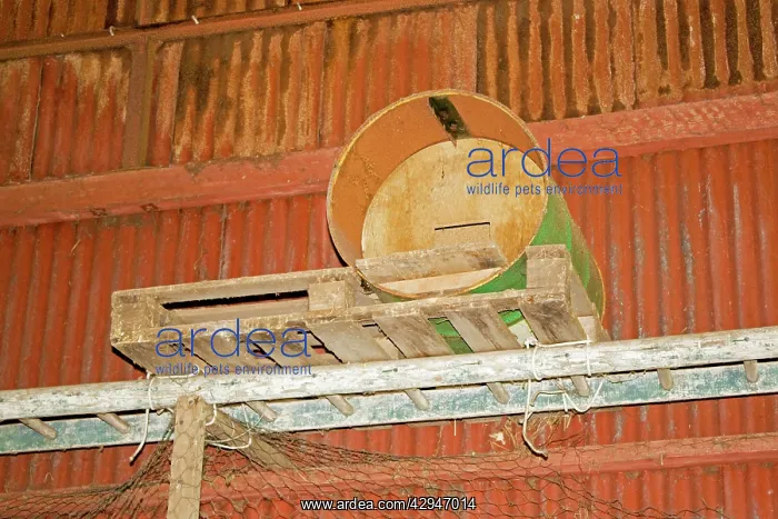 : Barn owl nesting box made from oil drum in barn : Barn owl nesting box made from oil drum in barn
