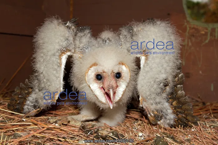 : Barn Owl owlet : Barn Owl owlet