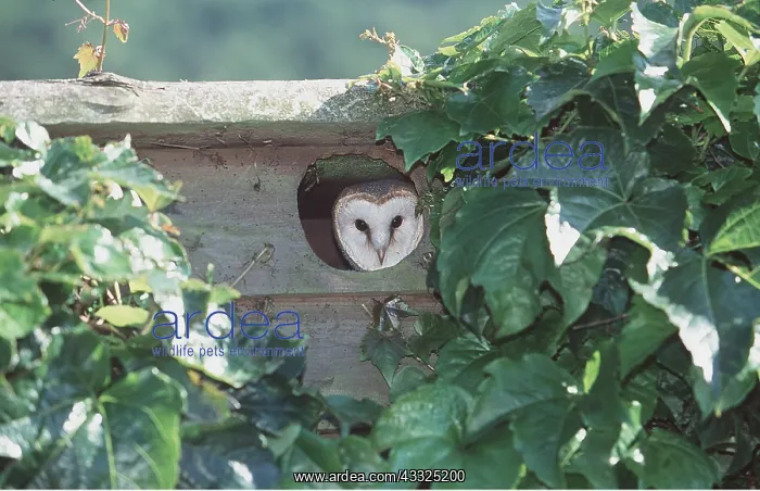 : BARN OWL - peering out through hole in nest box : BARN OWL - peering out through hole in nest box