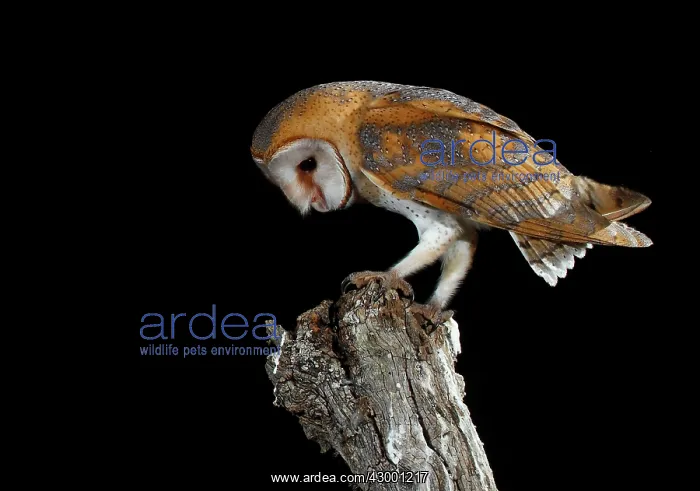 : Barn Owl perched on branch at night : Barn Owl perched on branch at night