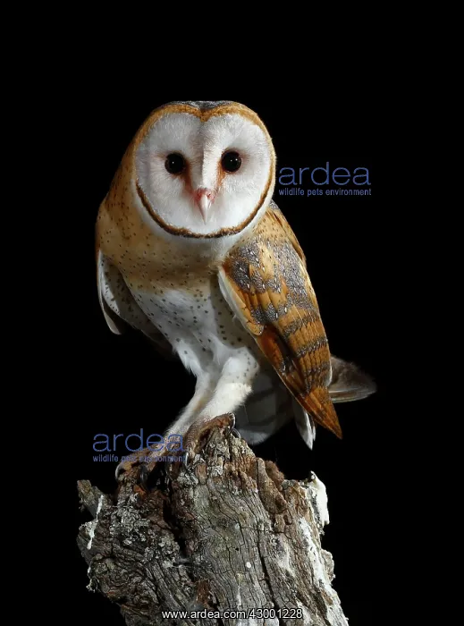 : Barn Owl perched on branch at night : Barn Owl perched on branch at night