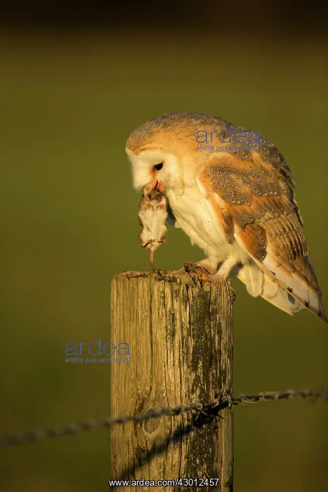 : Barn Owl perched on fencepost with prey Suffolk, UK : Barn Owl perched on fencepost with prey Suffolk, UK