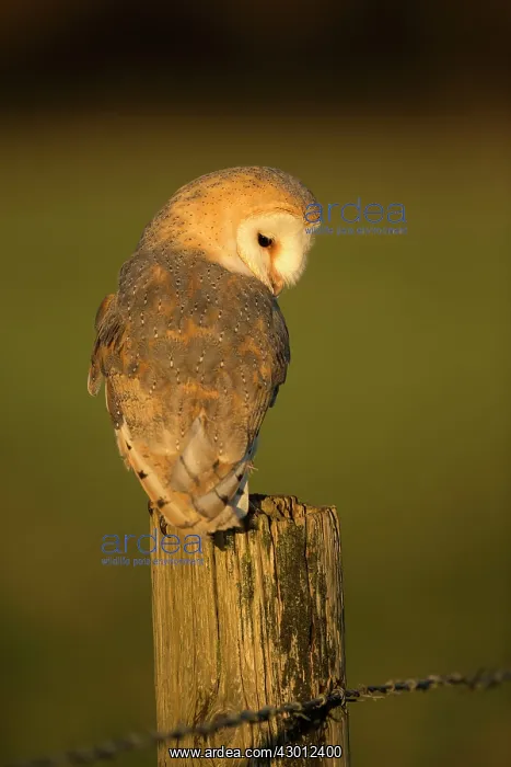  : Barn Owl perched on fencepost Suffolk, UK