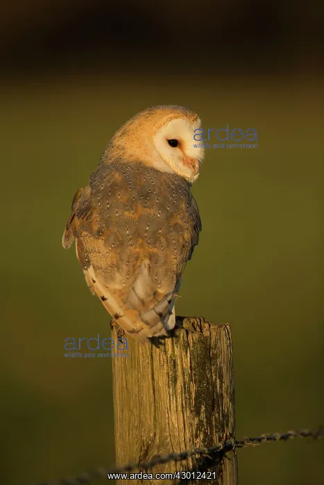  : Barn Owl perched on fencepost Suffolk, UK