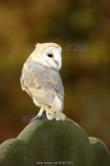 : Barn Owl perched on gravestone in churchyard : Barn Owl perched on gravestone in churchyard