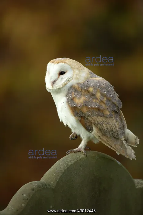 : Barn Owl perched on gravestone in churchyard : Barn Owl perched on gravestone in churchyard