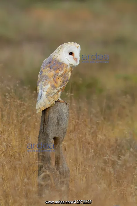 : Barn Owl - perched on old fence post in meadow : Barn Owl - perched on old fence post in meadow