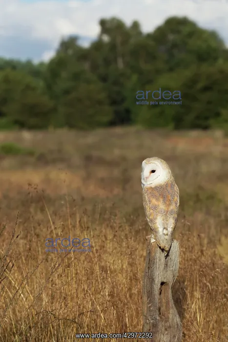 : Barn Owl - perched on old fence post in meadow - August : Barn Owl - perched on old fence post in meadow - August