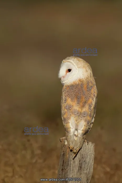 : Barn Owl - perched on old fence post in meadow - August : Barn Owl - perched on old fence post in meadow - August