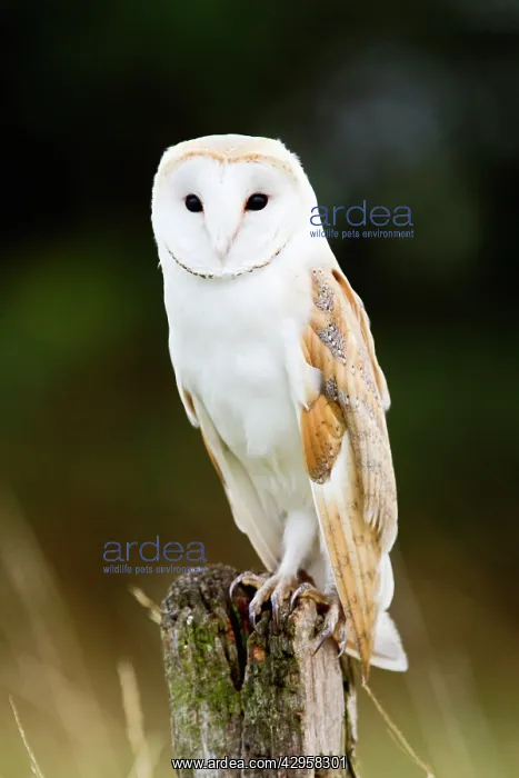 : Barn Owl - perched on old post - controlled conditions : Barn Owl - perched on old post - controlled conditions