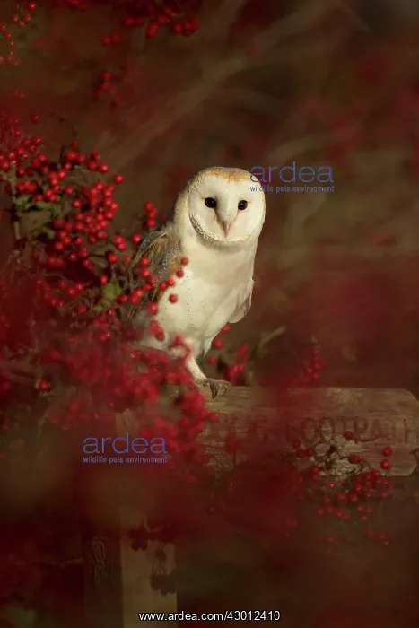 : Barn Owl perched on Public Footpath signpost in : Barn Owl perched on Public Footpath signpost in