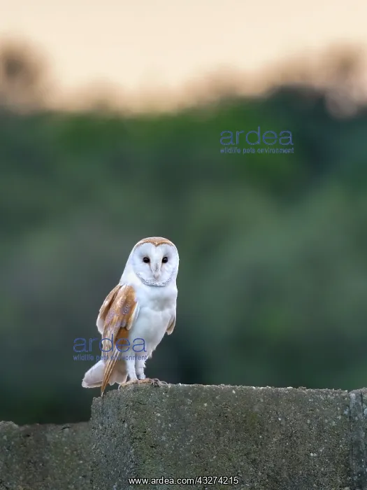 : Barn Owl perched on wall - Norfolk UK : Barn Owl perched on wall - Norfolk UK