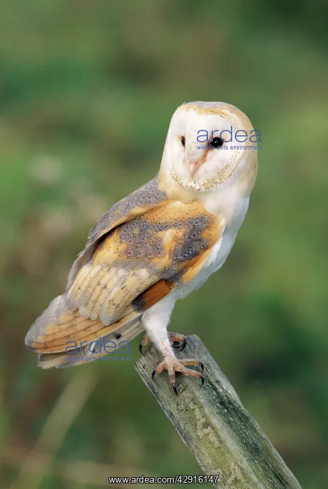: BARN OWL - perching : BARN OWL - perching