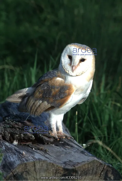: BARN OWL - perching on log : BARN OWL - perching on log
