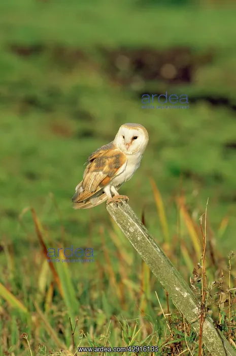 : BARN OWL - PERCHING ON POST : BARN OWL - PERCHING ON POST