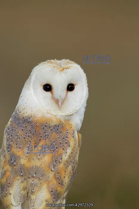 : Barn Owl - portrait - August : Barn Owl - portrait - August
