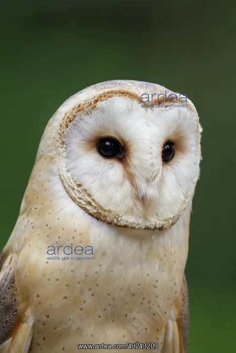  : Barn owl portrait Germany