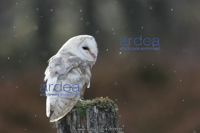  : Barn Owl - on post