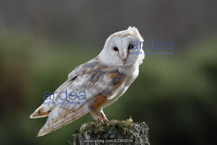  : Barn Owl - on post