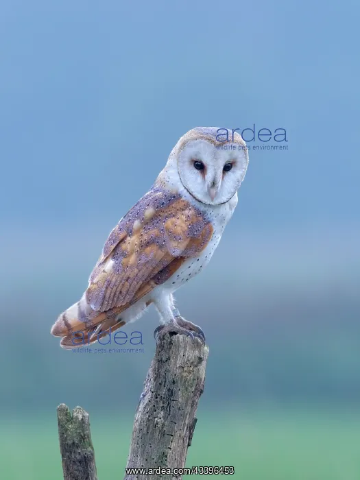 : Barn Owl on Post : Barn Owl on Post