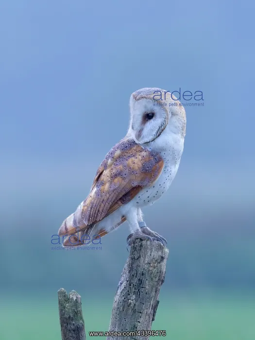 : Barn Owl on Post : Barn Owl on Post