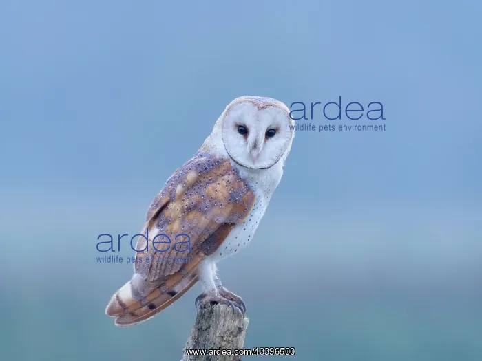 : Barn Owl on Post : Barn Owl on Post