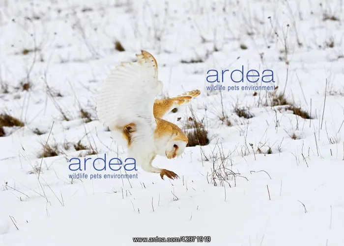 : Barn Owl - pouncing in snow covered meadow : Barn Owl - pouncing in snow covered meadow