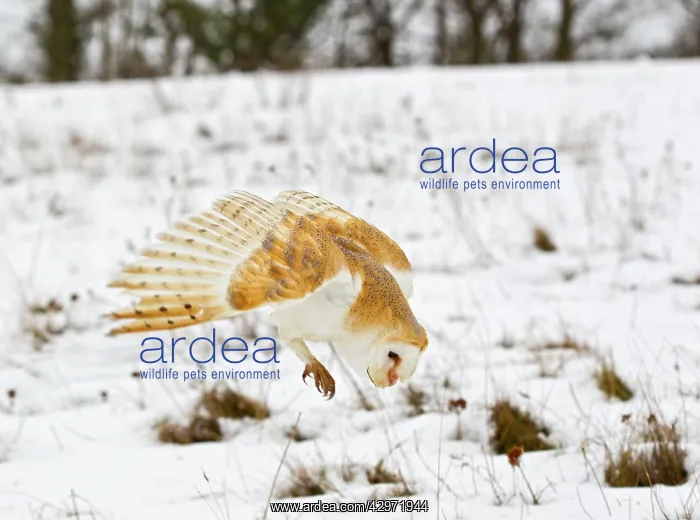 : Barn Owl - pouncing in snow covered meadow : Barn Owl - pouncing in snow covered meadow