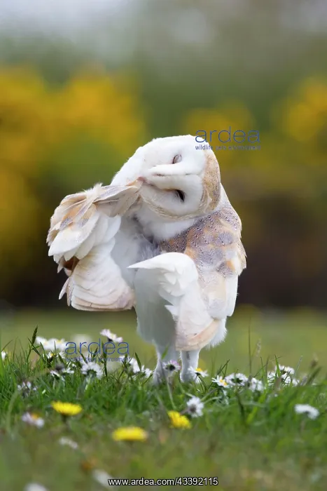  : Barn Owl - preening
