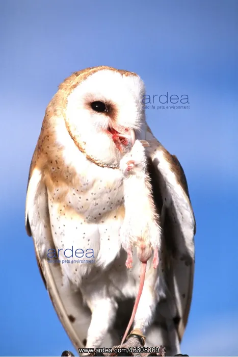 : BARN OWL - and prey in beak : BARN OWL - and prey in beak