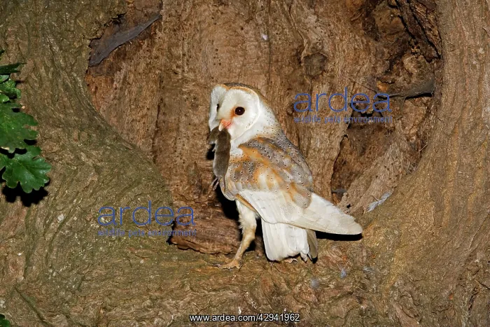 : Barn Owl - With prey at nest hole in oak tree : Barn Owl - With prey at nest hole in oak tree
