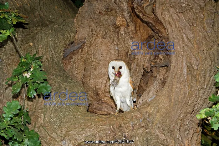: Barn Owl - With prey short-tailed vole at nest : Barn Owl - With prey short-tailed vole at nest