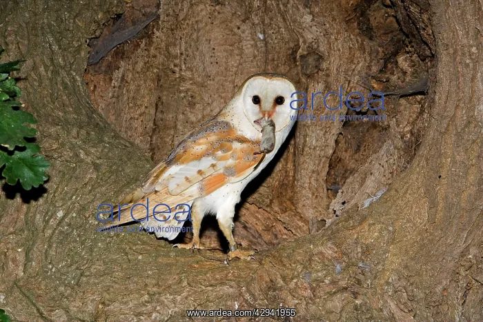 : Barn Owl - With prey shrew in nest hole in oak tree : Barn Owl - With prey shrew in nest hole in oak tree