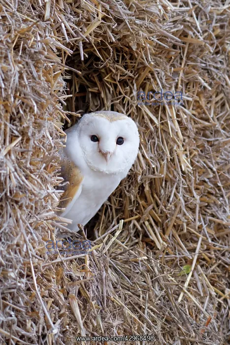 : Barn Owl - resting amongst some bales of hay - November : Barn Owl - resting amongst some bales of hay - November