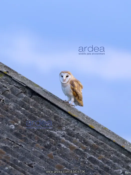 : Barn Owl on roof of farm building : Barn Owl on roof of farm building