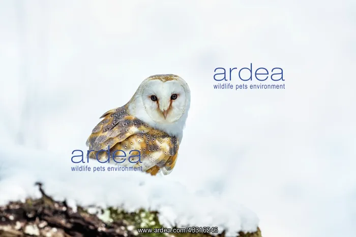  : Barn Owl - in Snow - UK
