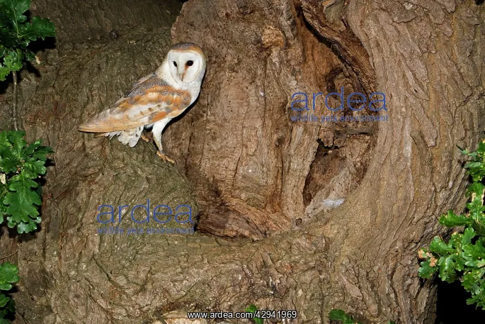 : Barn Owl - standing beside nest hole in oak tree : Barn Owl - standing beside nest hole in oak tree