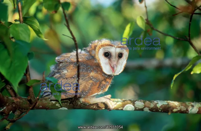 : Barn Owl - in tree : Barn Owl - in tree