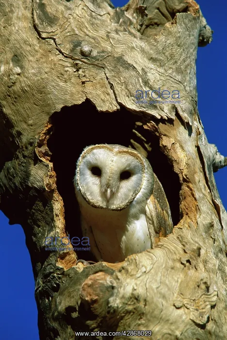 : Barn Owl - in tree hollow : Barn Owl - in tree hollow