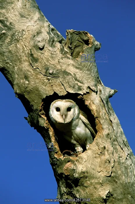: Barn Owl - In tree hollow, note tether around right leg : Barn Owl - In tree hollow, note tether around right leg