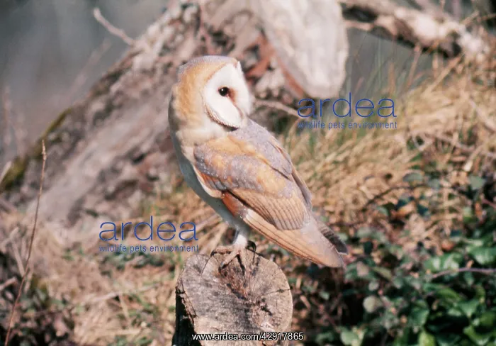 : Barn OWL - on tree stump, with head turned 180 degrees : Barn OWL - on tree stump, with head turned 180 degrees