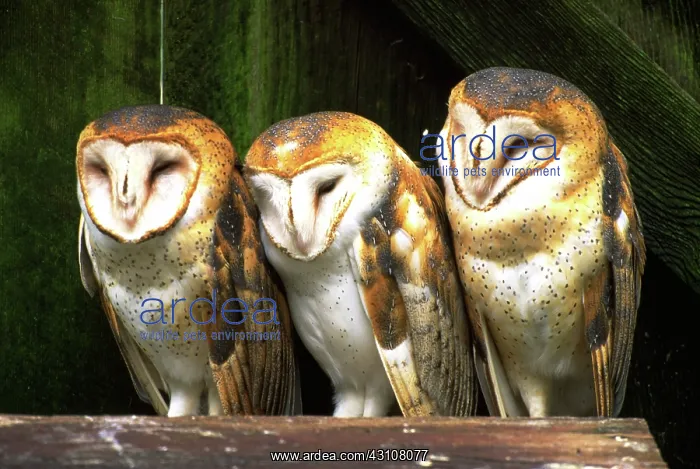 : Barn owl trio : Barn owl trio
