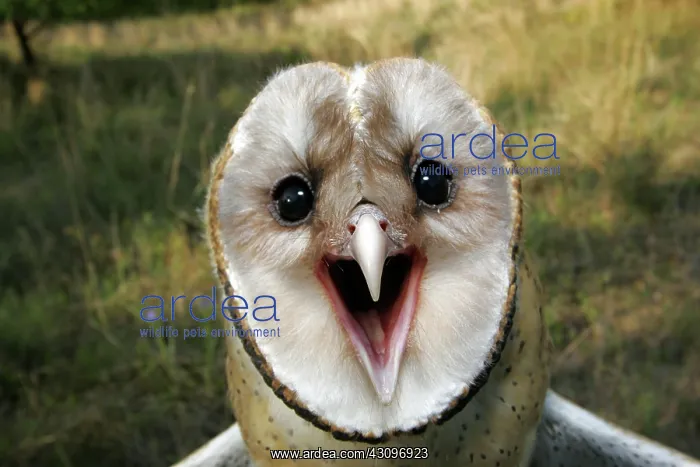 : Barn Owl (Tyto alba) : Barn Owl (Tyto alba)