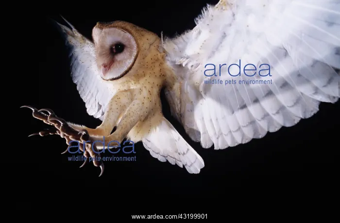 : Barn Owl (Tyto alba), adult in flight with talons : Barn Owl (Tyto alba), adult in flight with talons