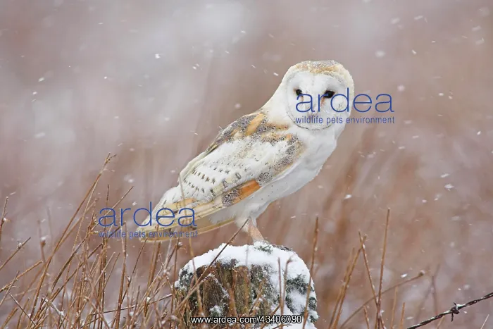 : Barn Owl (Tyto alba), adult on lookout, on post : Barn Owl (Tyto alba), adult on lookout, on post